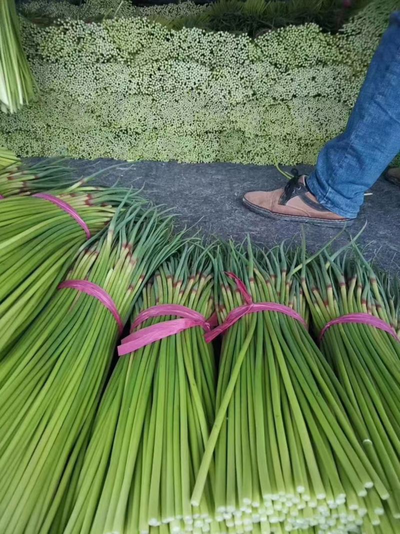 聊城大张蒜苔大量上市，需要的老板提前联系！