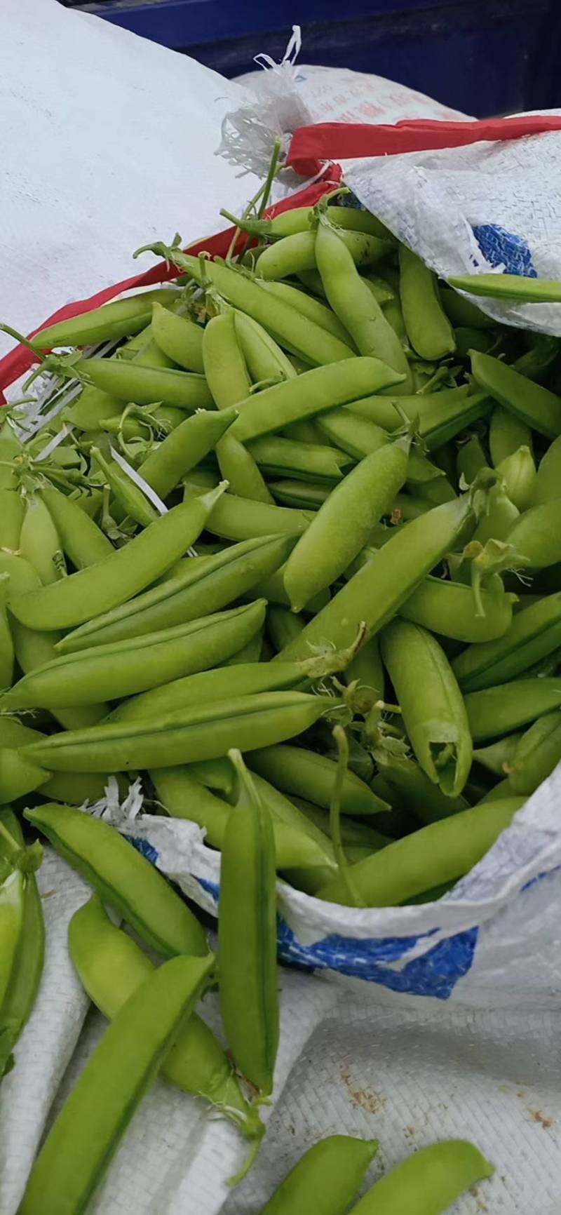 中碗6号和9甜碗豆已大量上市质量好无烂角，饱满度好