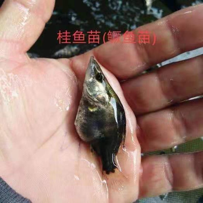 湖南桂花鱼苗（鳜鱼苗〉洪湖本地养殖桂花鱼苗长势快吃食讯猛