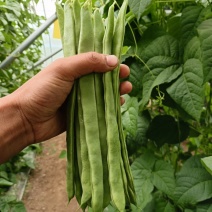 【精品】芸豆，扁青芸豆，山东商河芸豆，货源充足，物优价廉