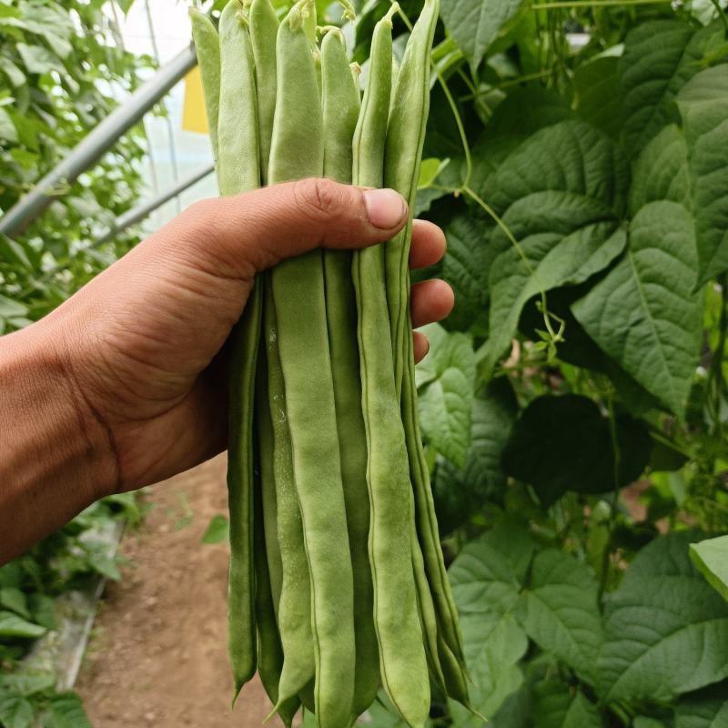 【精品】芸豆，扁青芸豆，山东商河芸豆，货源充足，物优价廉