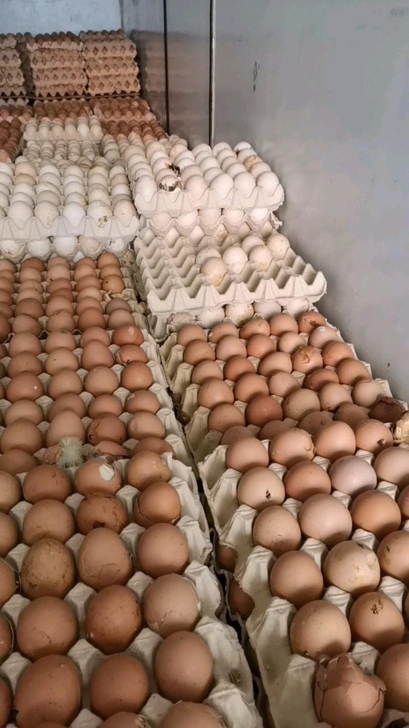 主营业务，照蛋，毛鸡蛋，活珠子蛋，粉，红皮货源