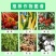 二甲戊灵除草剂韭菜棉花一年生杂草苗前封闭除草剂