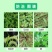 二甲戊灵除草剂韭菜棉花一年生杂草苗前封闭除草剂