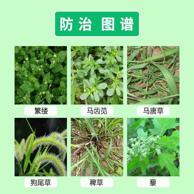 二甲戊灵除草剂韭菜棉花一年生杂草苗前封闭除草剂