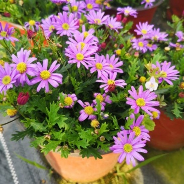 四川苗木销售地被植物姬小菊花镜植物