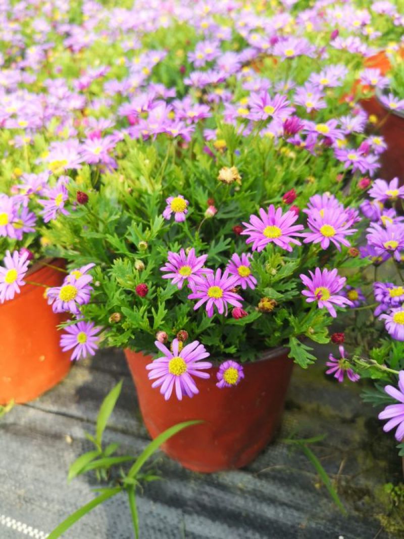 四川苗木销售地被植物姬小菊花镜植物