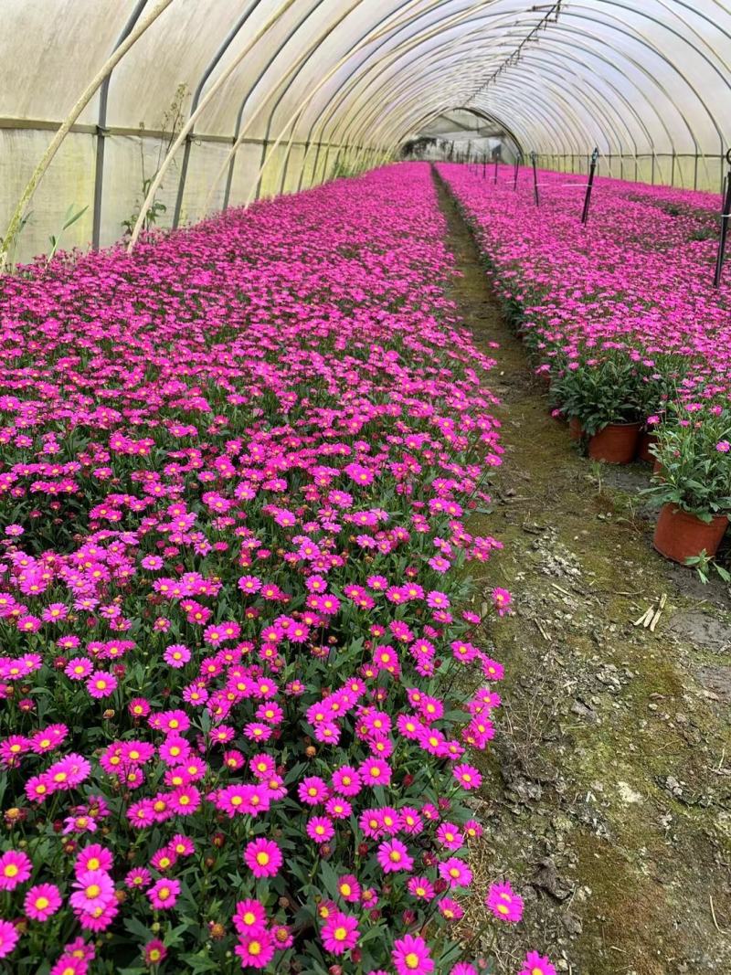 四川苗木销售地被植物姬小菊花镜植物