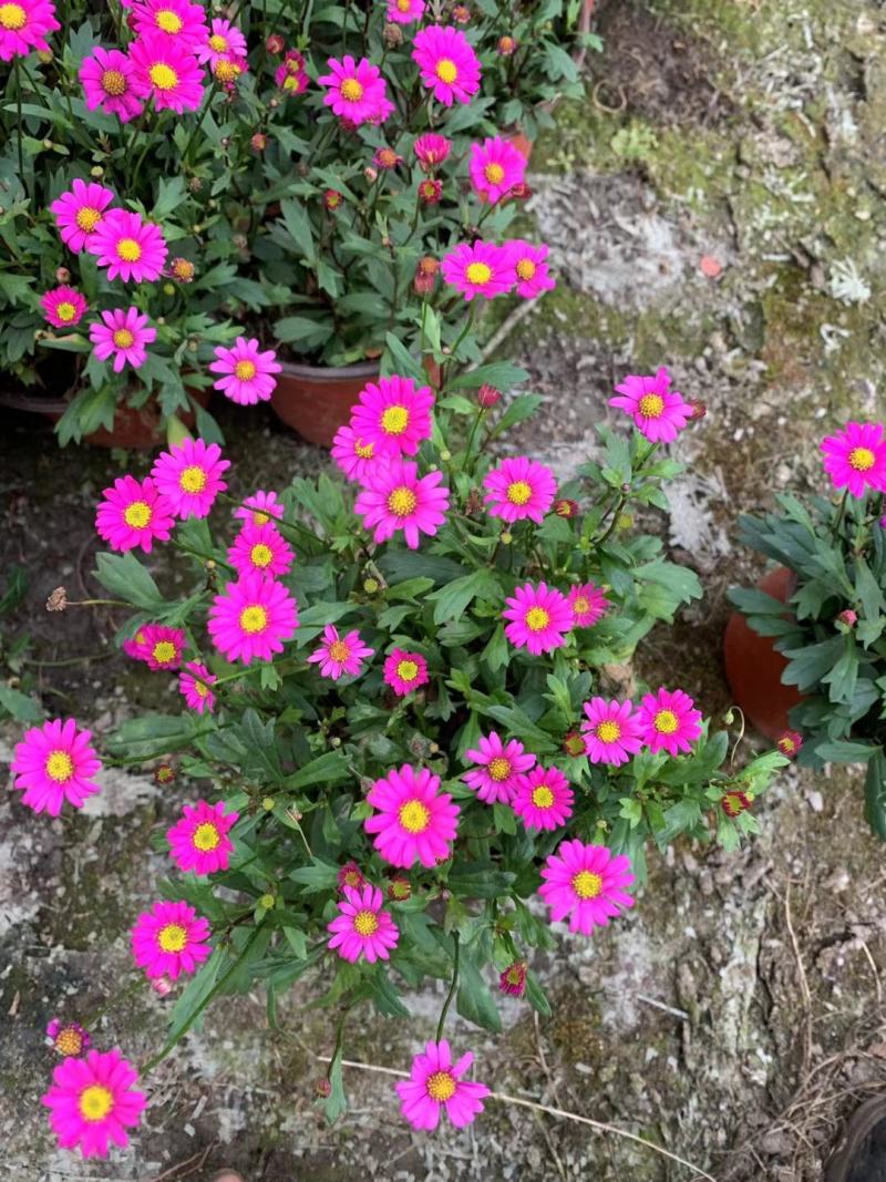 四川苗木销售地被植物姬小菊花镜植物