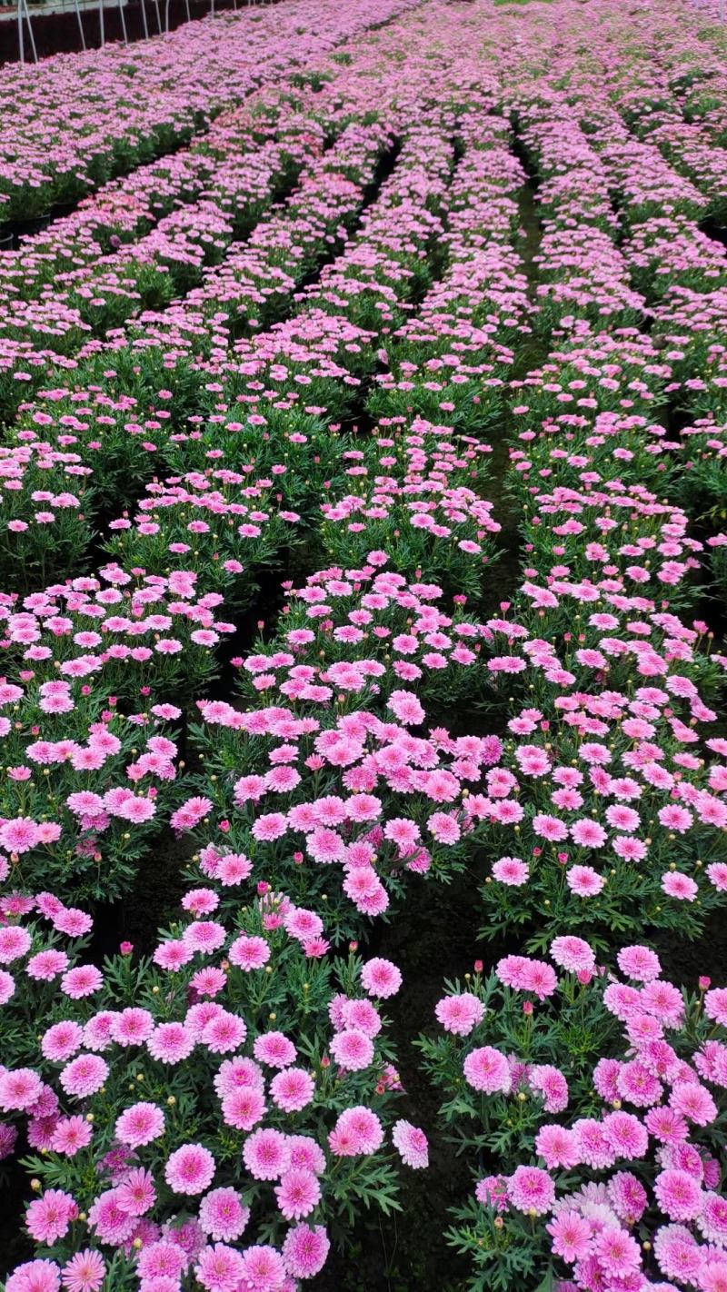 四川苗木销售地被植物姬小菊花镜植物