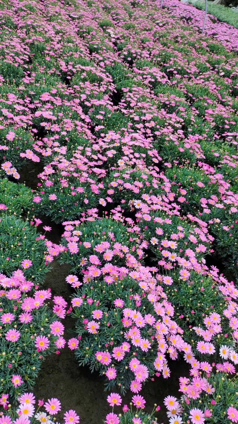 四川苗木销售地被植物姬小菊花镜植物