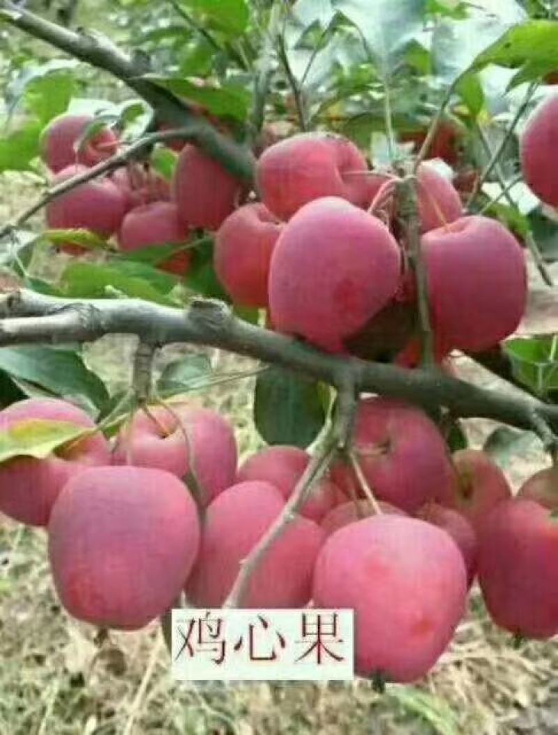 鸡心果苗