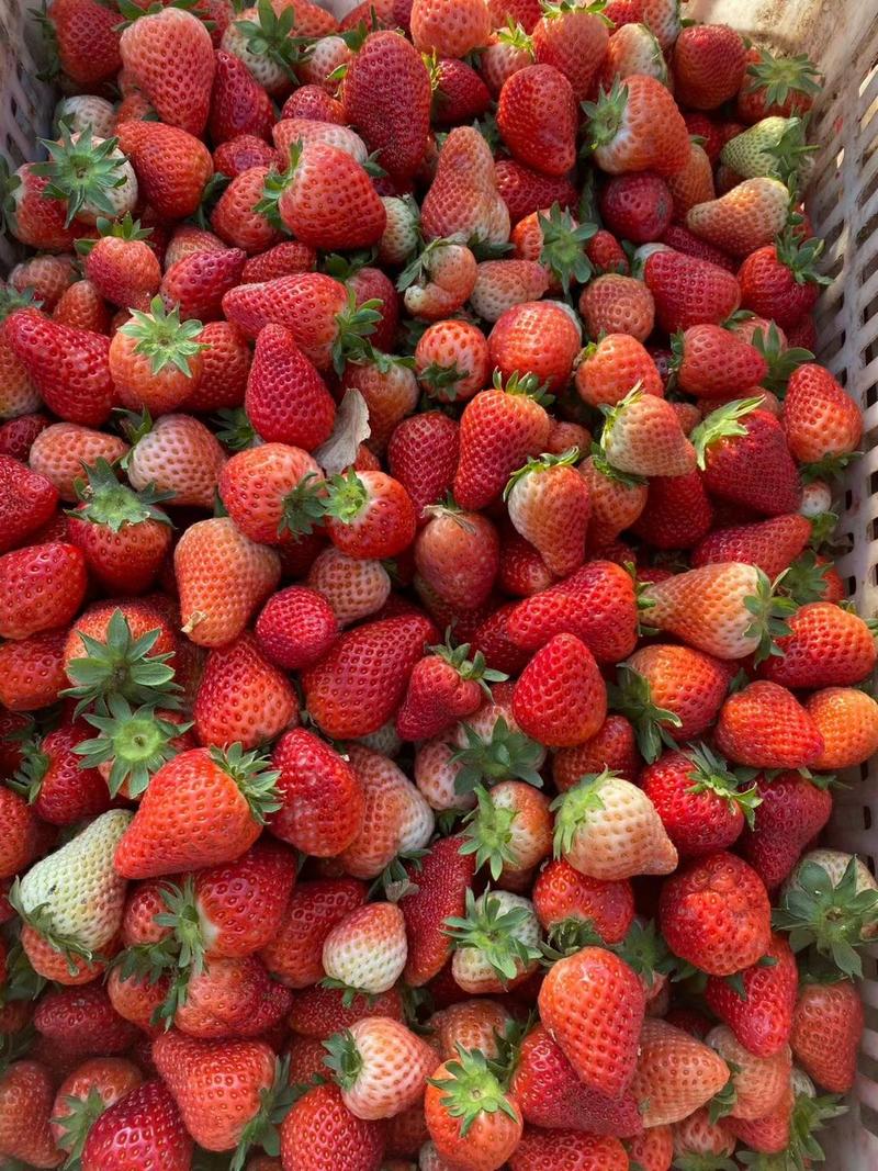 甜茶理草莓加工厂原料；速冻果；罐头果；果酱；果汁；果浆