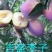 吉胜李子苗
