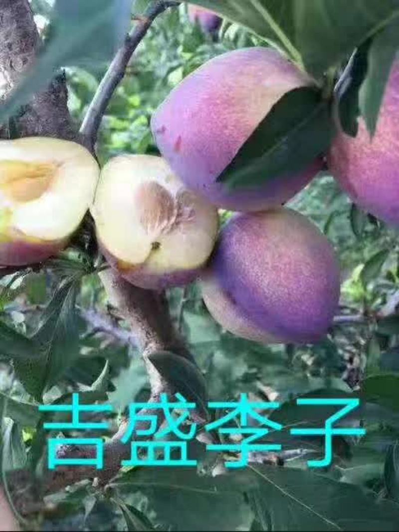 吉胜李子苗