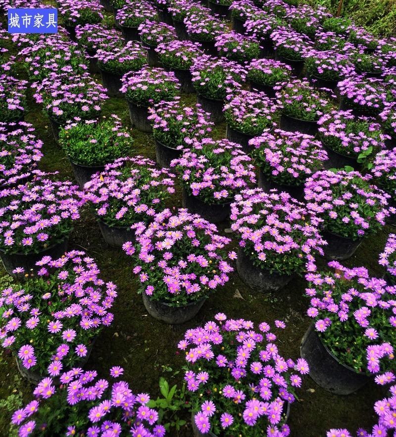 四川苗木销售地被植物姬小菊花镜植物