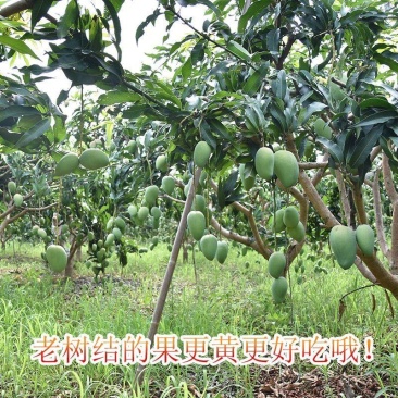 海南台芒整车可发全国对接大量包园