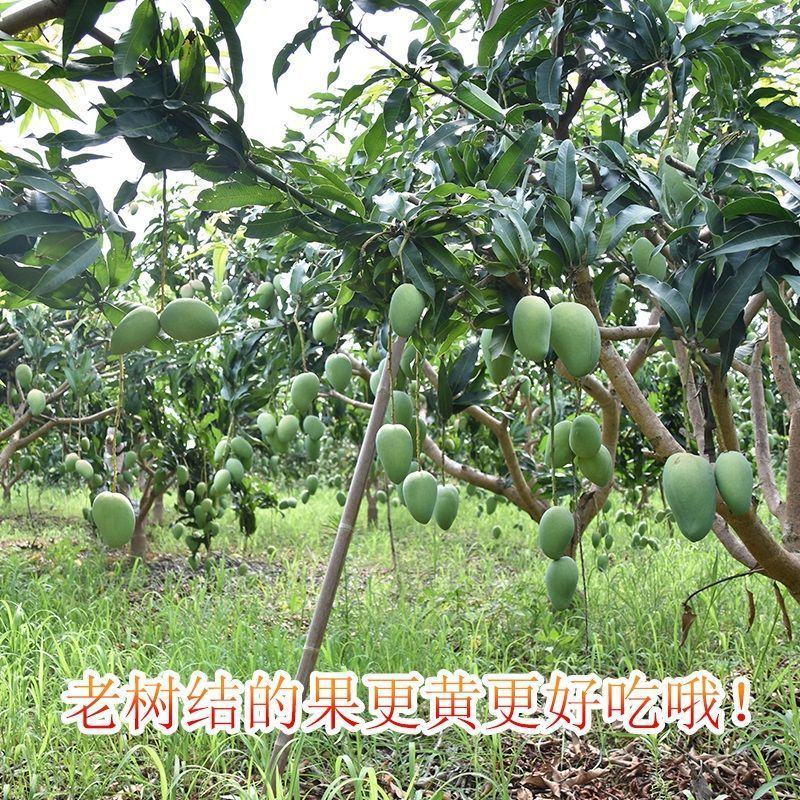 海南台芒整车可发全国对接大量包园
