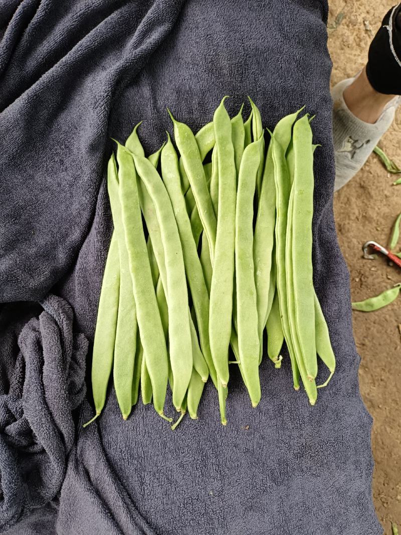 【精品】芸豆，扁青芸豆，山东商河芸豆，货源充足，物优价廉