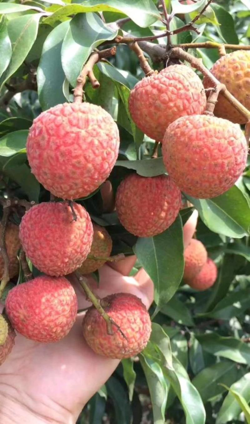 白糖罂荔预约5月10号