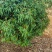 白糖罂荔预约5月10号