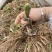 大荔黄花菜苗成活率高抗病性强优质种苗按需定制发货及时