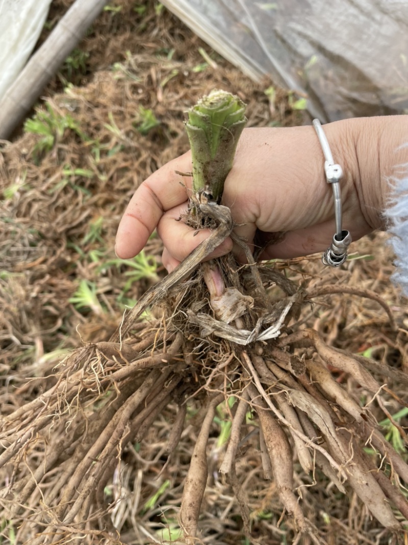 大荔黄花菜苗成活率高抗病性强优质种苗按需定制发货及时