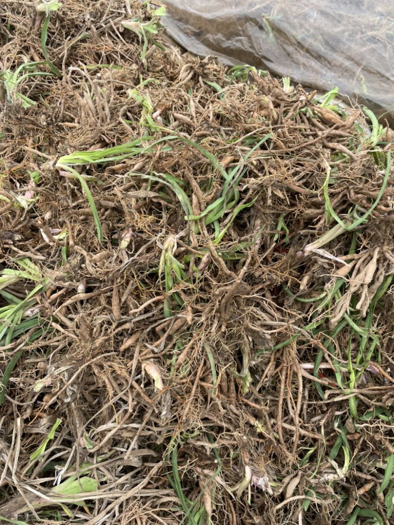 大荔黄花菜苗成活率高抗病性强优质种苗按需定制发货及时