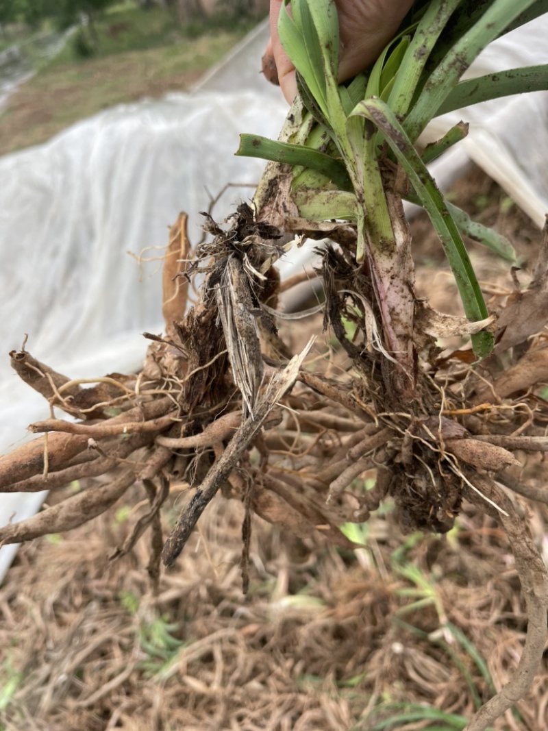 大荔黄花菜苗成活率高抗病性强优质种苗按需定制发货及时
