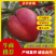 蒙阴沂蒙山大棚油桃，杏大量上市品质保证诚信合作