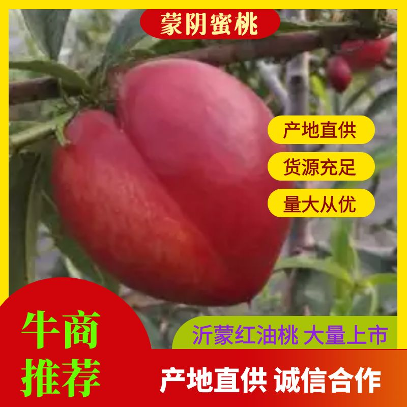 蒙阴沂蒙山大棚油桃，杏大量上市品质保证诚信合作