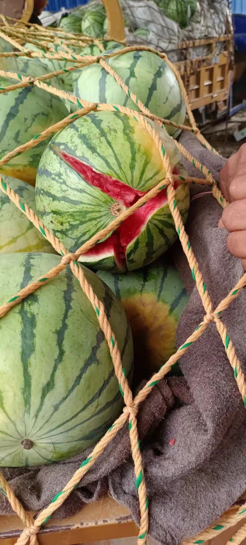 美都麒麟西瓜产地直发口感好耐运输质量保证欢迎来电咨询
