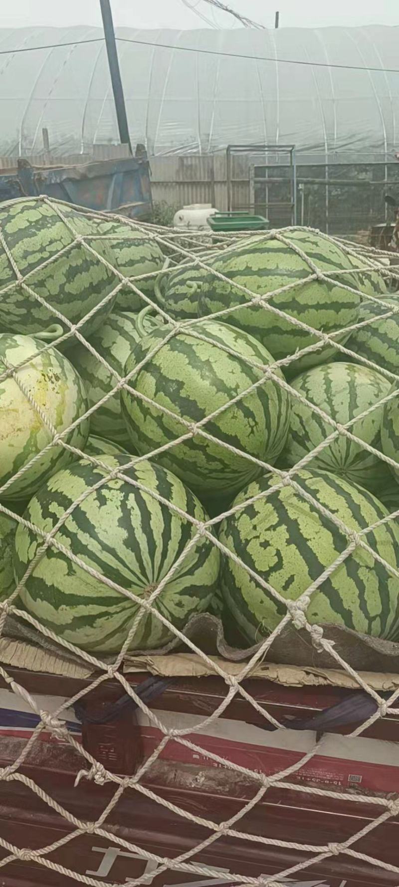 美都麒麟西瓜产地直发口感好耐运输质量保证欢迎来电咨询