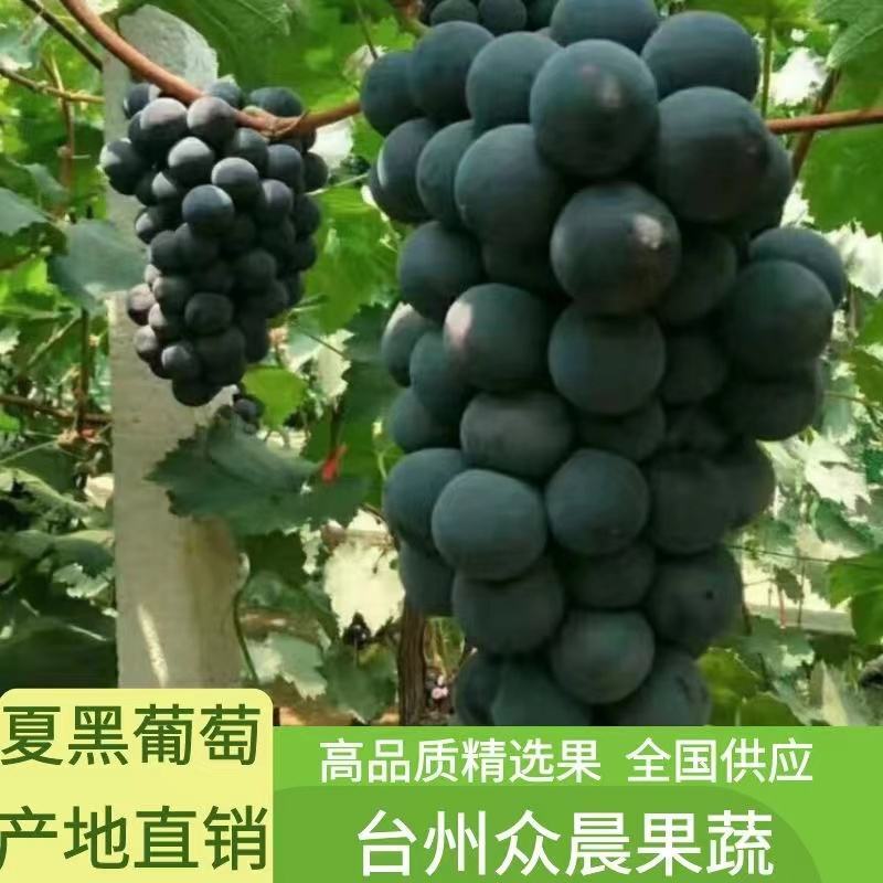 宁波杭州湾江苏台州三门夏黑葡萄，代收发货，