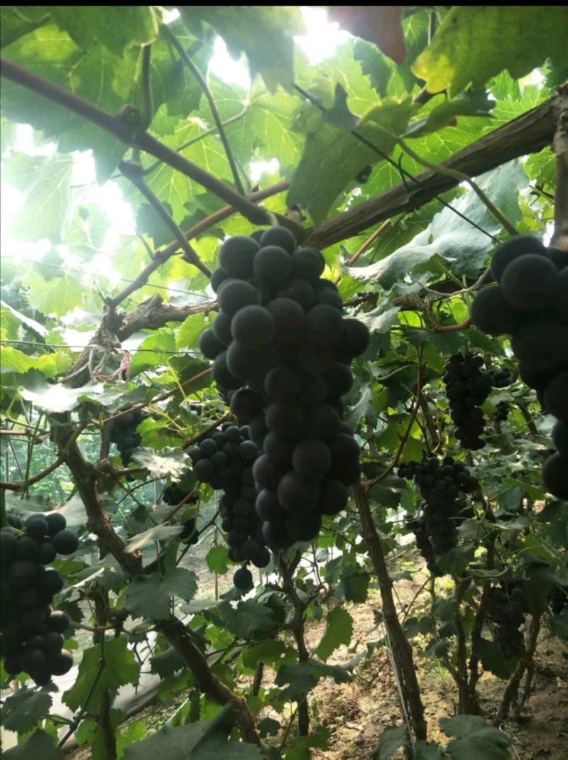 宁波杭州湾江苏台州三门夏黑葡萄，代收发货，