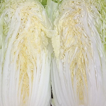 大白菜