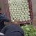 大白菜