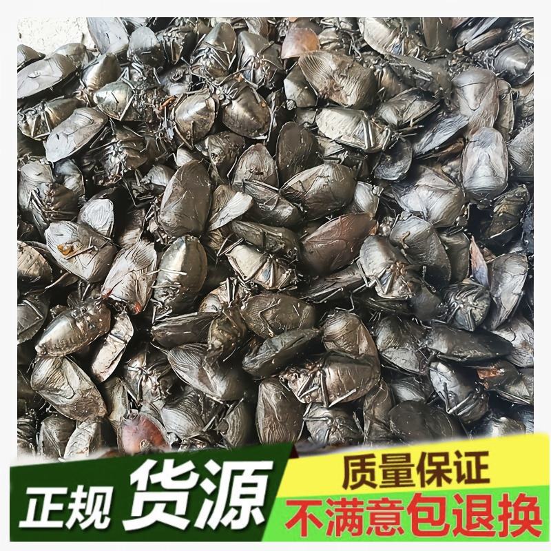 贵州九香虫产地直发品质保证一手货源欢迎老板下单