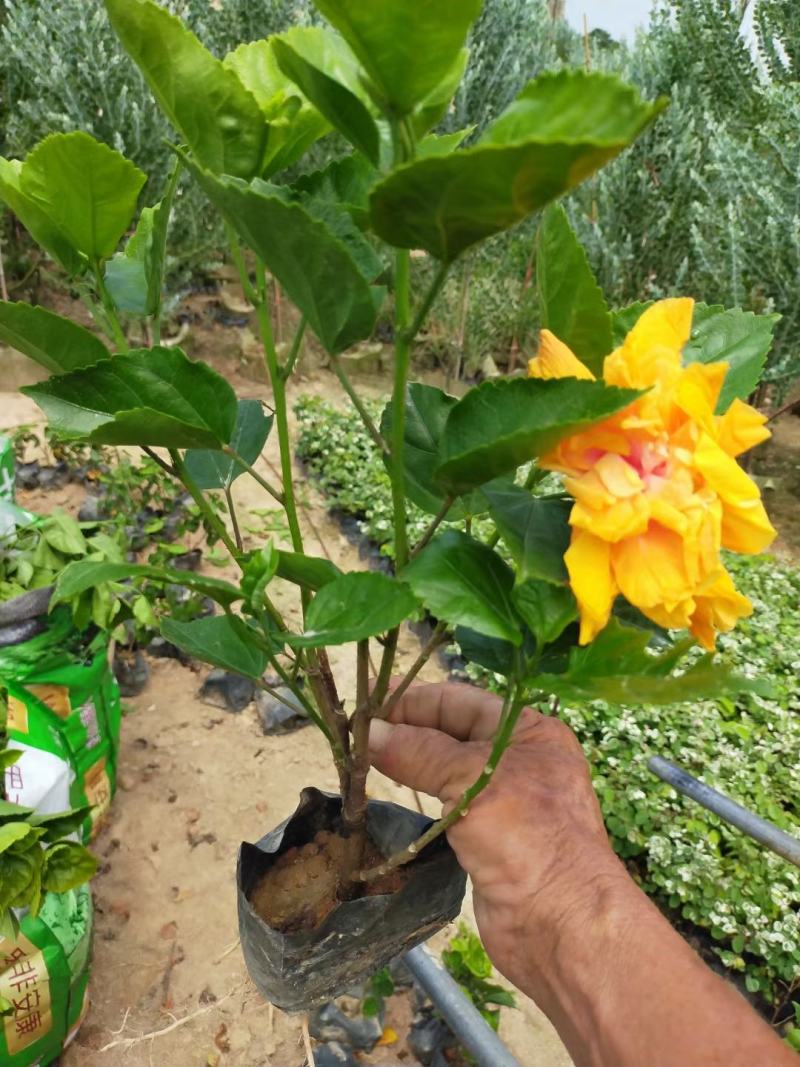 朱瑾黄花朱瑾红花朱瑾重瓣扶桑