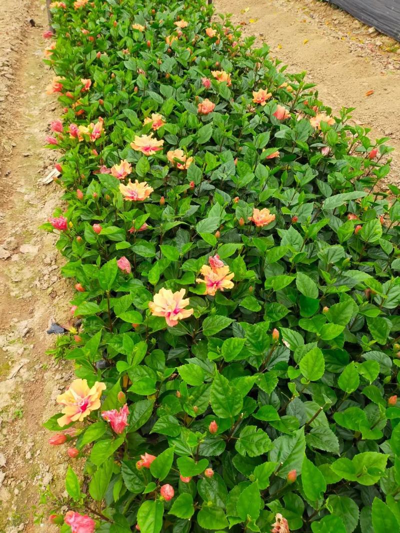 朱瑾黄花朱瑾红花朱瑾重瓣扶桑