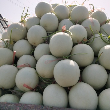 玉菇甜瓜