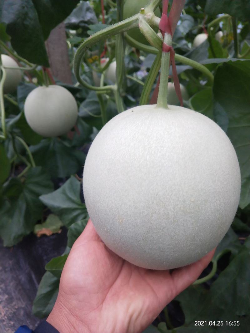 玉菇甜瓜