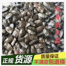 贵州九香虫产地直发品质保证一手货源欢迎老板下单