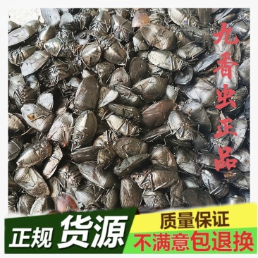 贵州九香虫产地直发品质保证一手货源欢迎老板下单