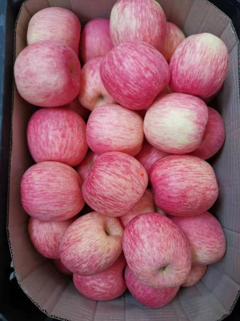 山东红富士苹果，常年有货，保证质量，全国发货