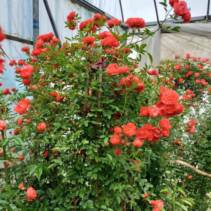 木香花苗正宗红木香四季红木香庭院爬藤花浓香型盆栽爬藤耐寒