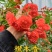 木香花苗正宗红木香四季红木香庭院爬藤花浓香型盆栽爬藤耐寒