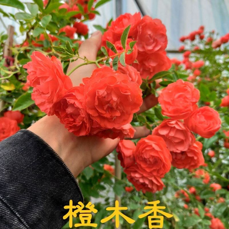 木香花苗正宗红木香四季红木香庭院爬藤花浓香型盆栽爬藤耐寒