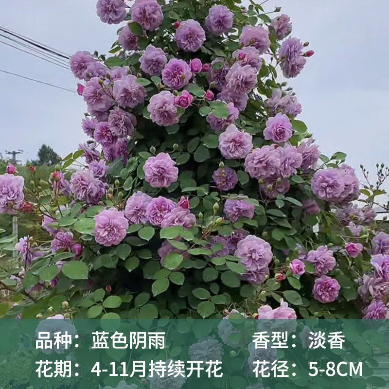 藤本月季粉色龙沙宝石爬藤蔷薇大花浓香多季节开花弗洛伦蒂娜