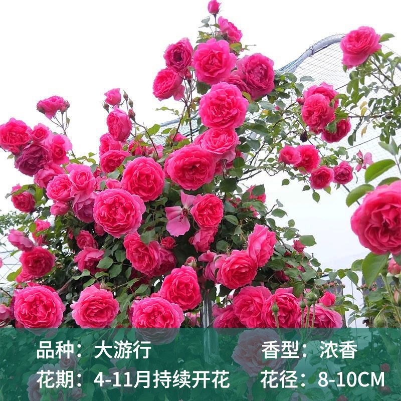 藤本月季粉色龙沙宝石爬藤蔷薇大花浓香多季节开花弗洛伦蒂娜